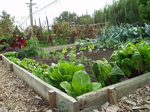 Planting a Canadian Vegetable Garden